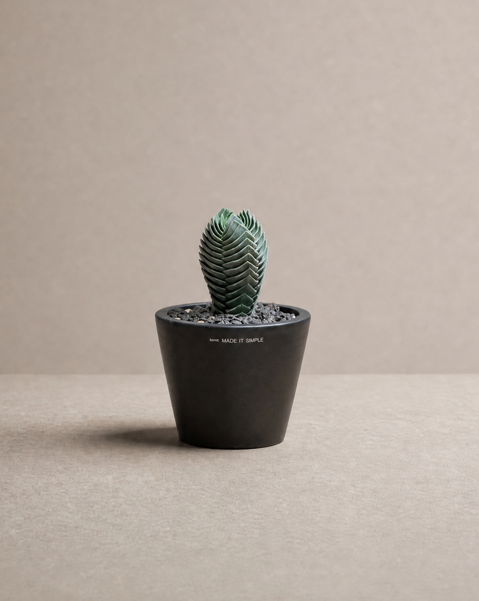 綠塔 — Crassula pyramidalis