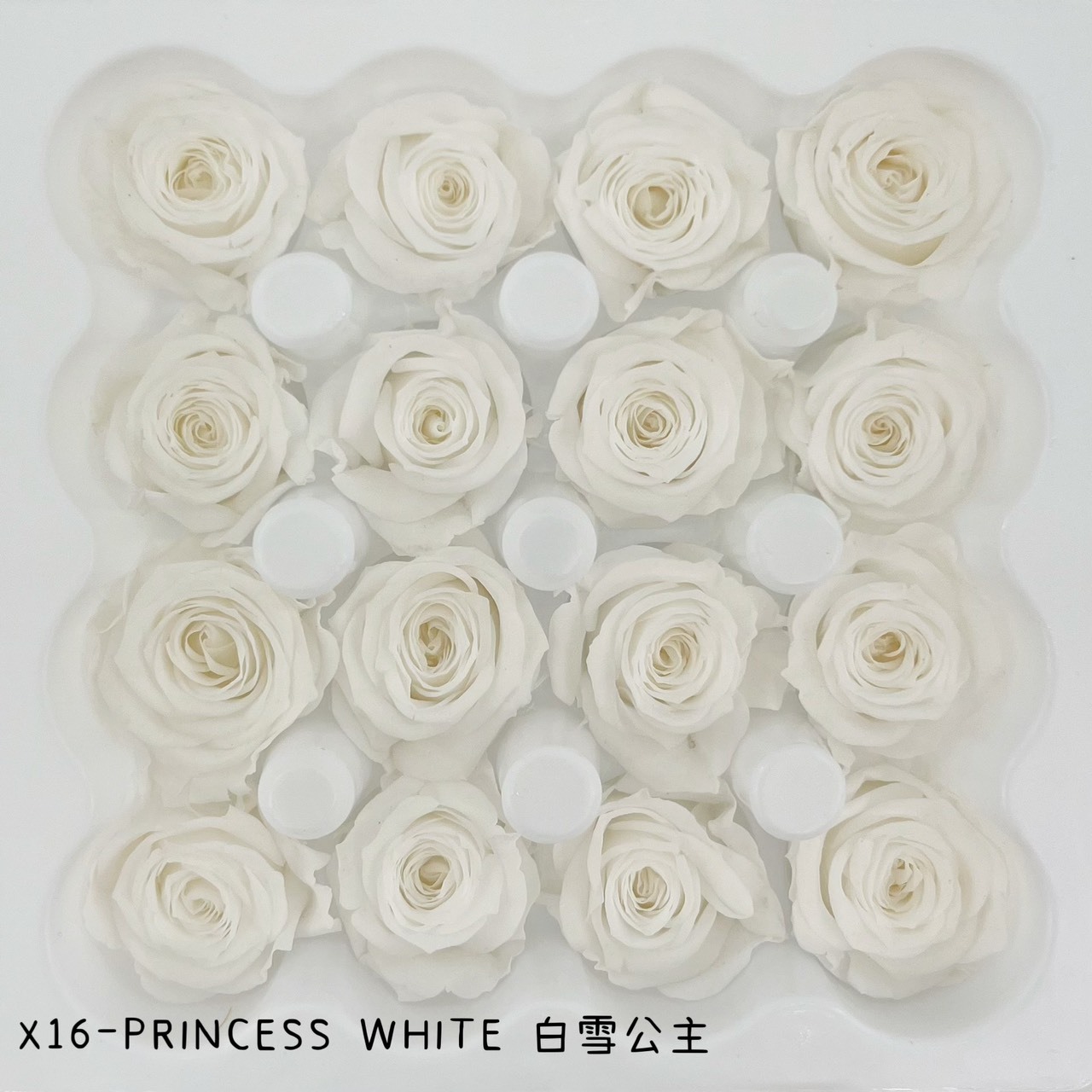 哥倫比亞 VERMEILLE-AVA(X16朵)  白雪公主