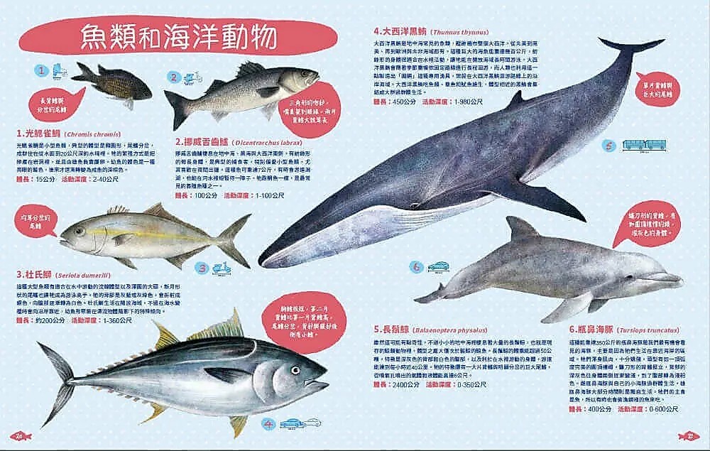 世界上有哪些魚？魚類、海洋動物與牠們生活的大海
