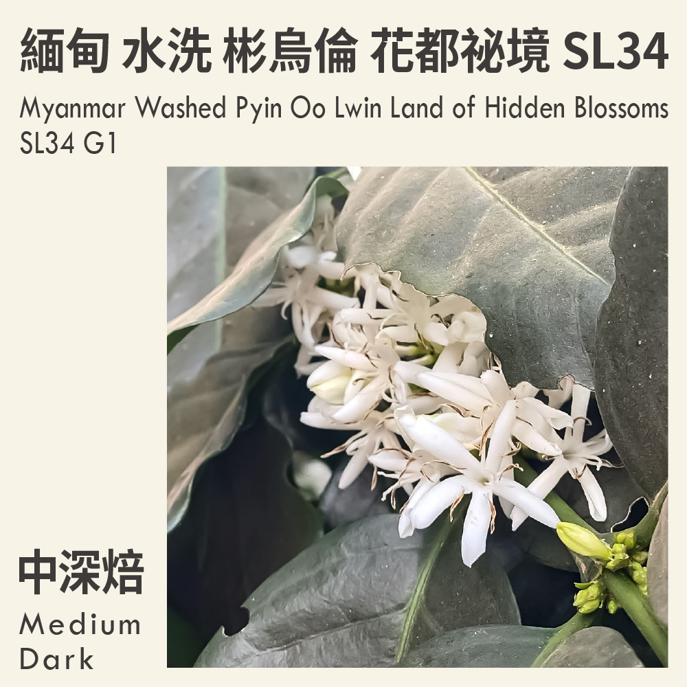 緬甸 水洗 彬烏倫 花都祕境 SL34 G1
