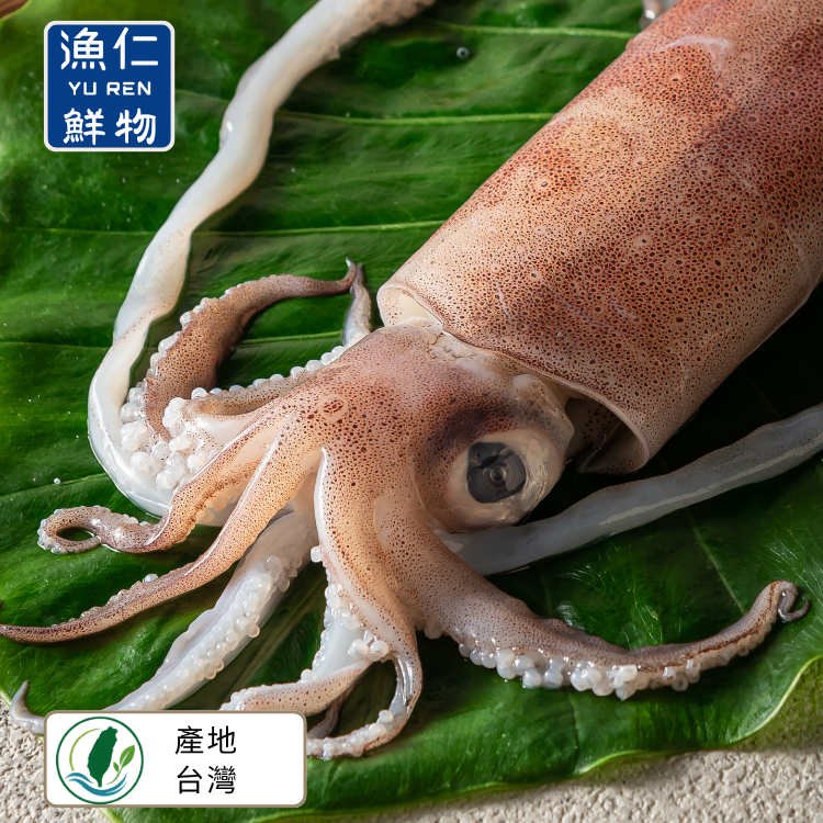 【漁仁嚴選】基隆船釣活凍小卷