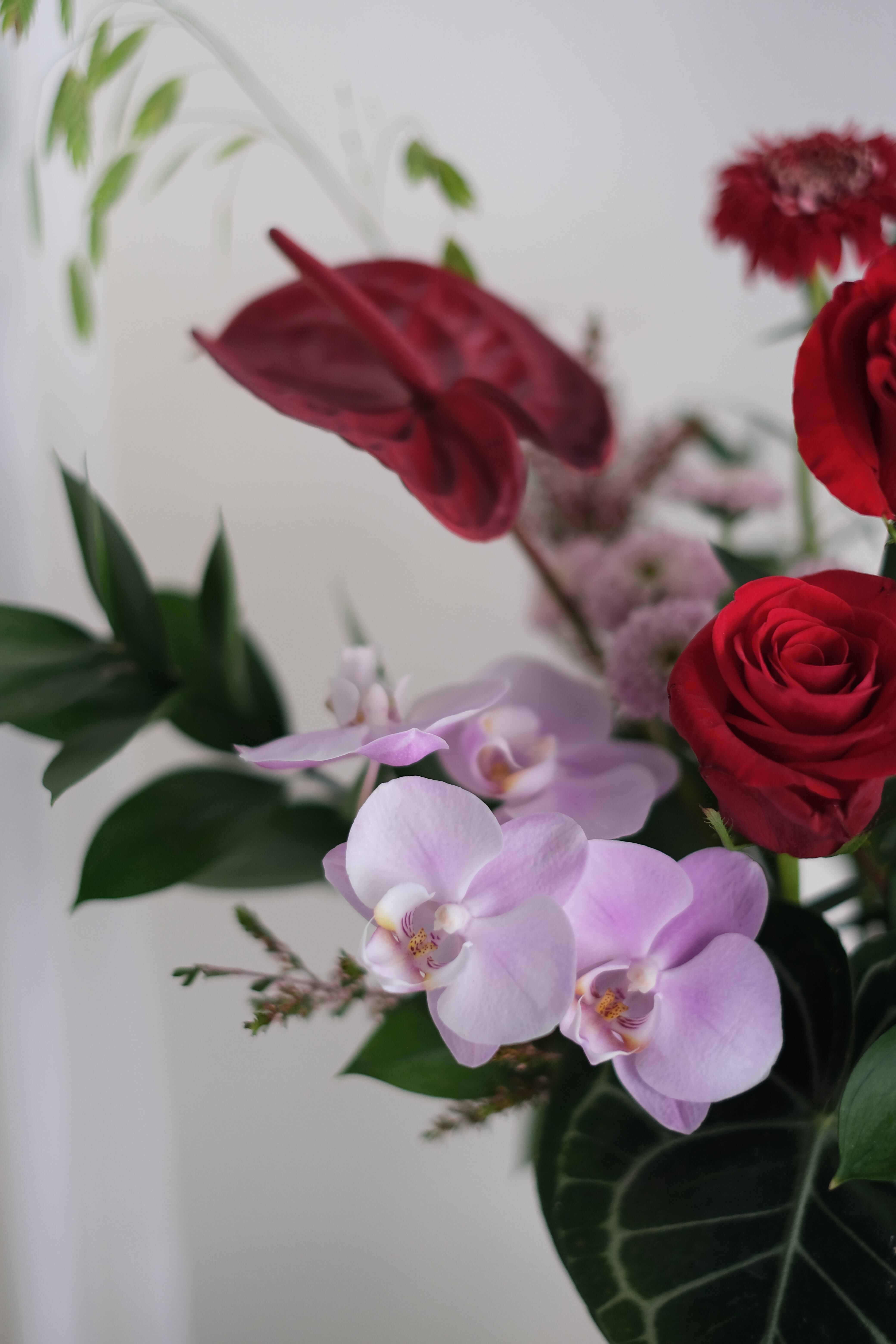 芳華盛世｜祝賀盆花