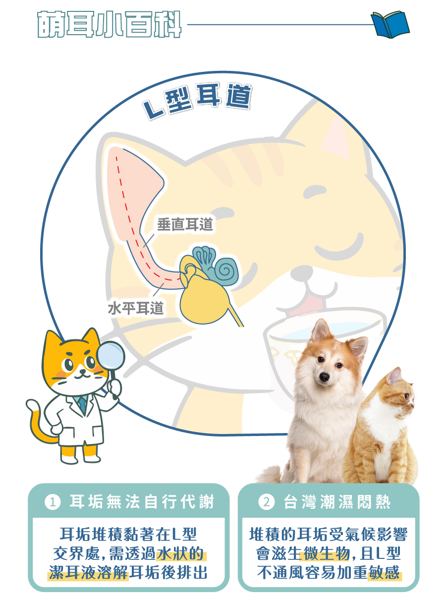 貓狗耳垢易堆積在耳道L型交界處，受氣候影響易孳生微生物造成敏感，可透過水狀潔耳液溶解排出，切勿使用棉花棒清潔。