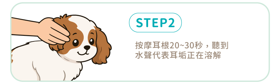 歸毛家族萌耳液使用步驟二：倒入萌耳液後按摩耳根 20 至 30 秒，透過水聲確認耳垢正在充分溶解。