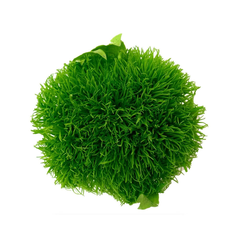 Hoja Verde 綠石竹