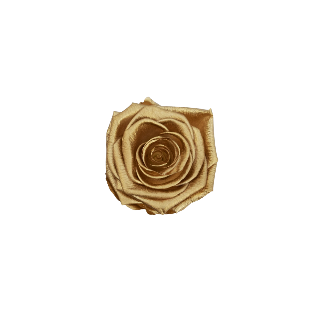 Gold Flake｜4-4.5cm 12輪｜Hoja Verde
