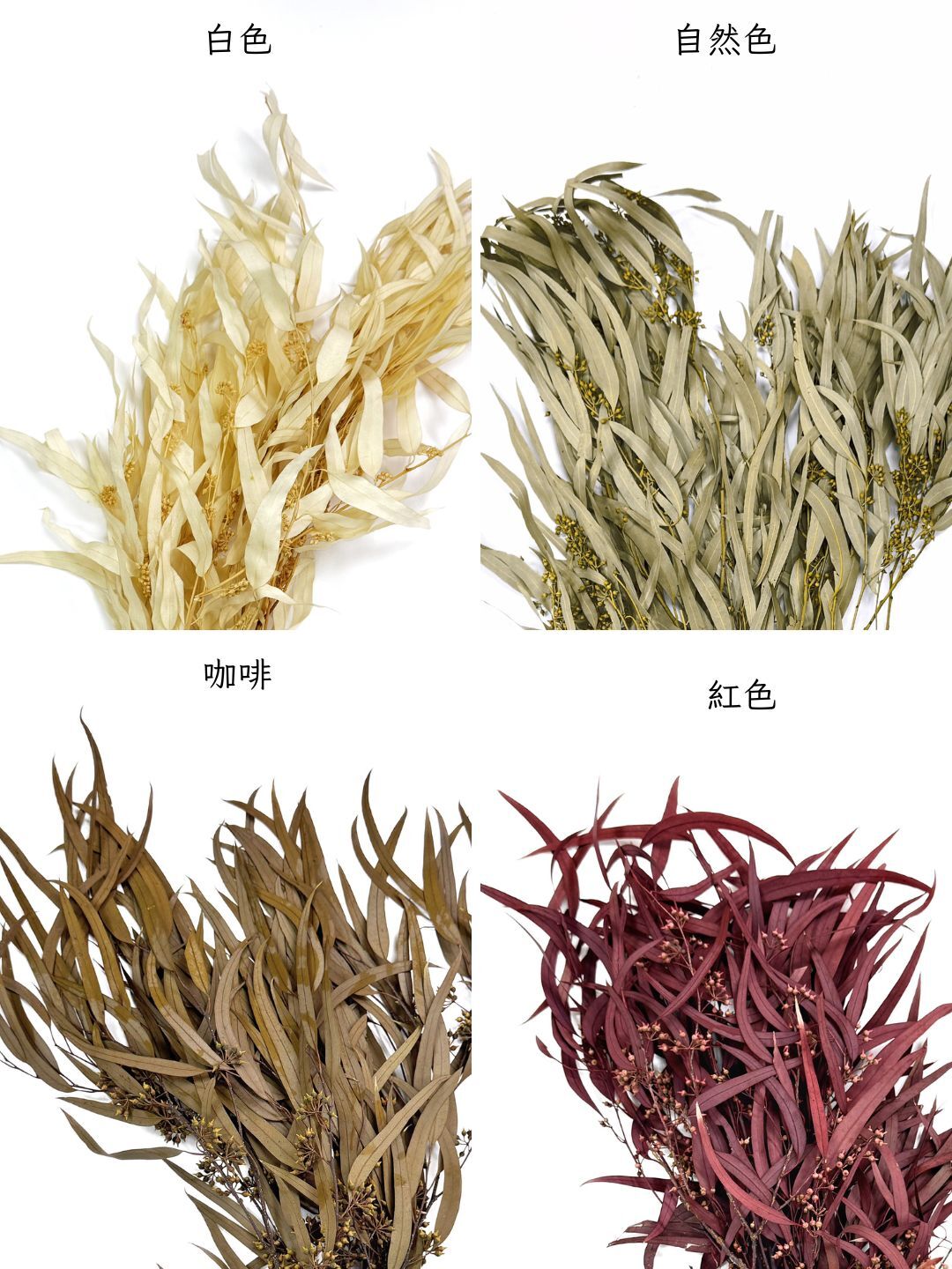 永生柳葉尤加利