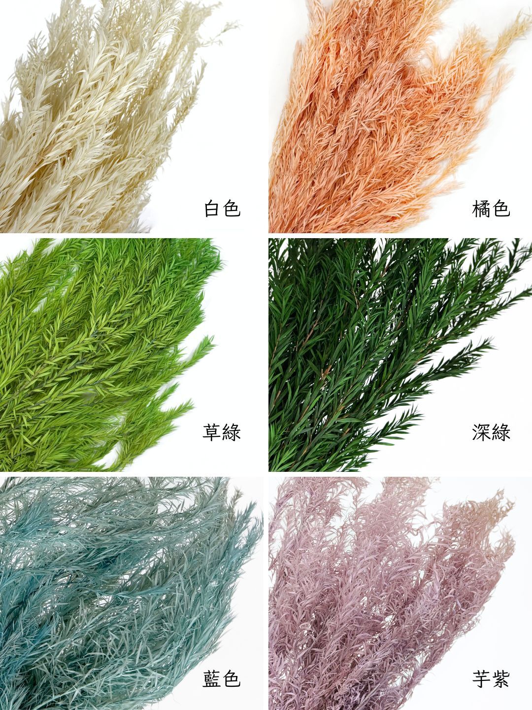 永生茶樹