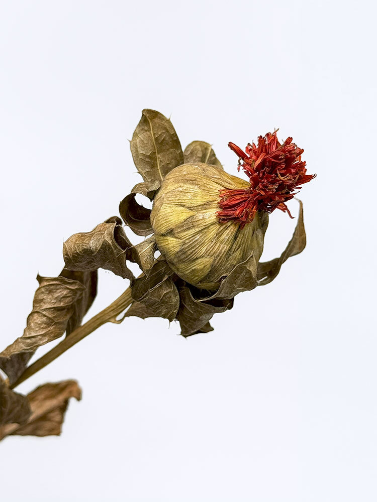 永生/乾燥橙菠蘿