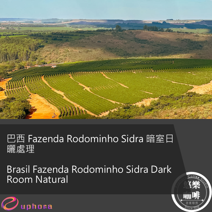 巴西 Fazenda Rodominho Sidra 暗室日曬處理