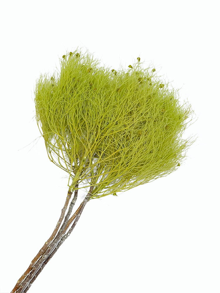 永生夢幻草
