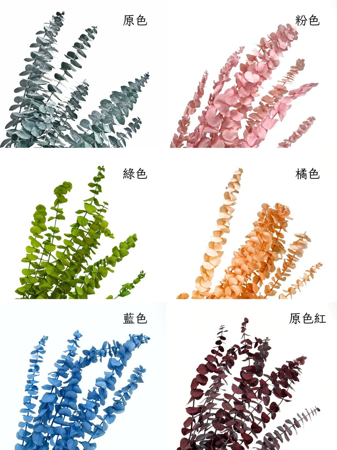 永生寶貝尤加利