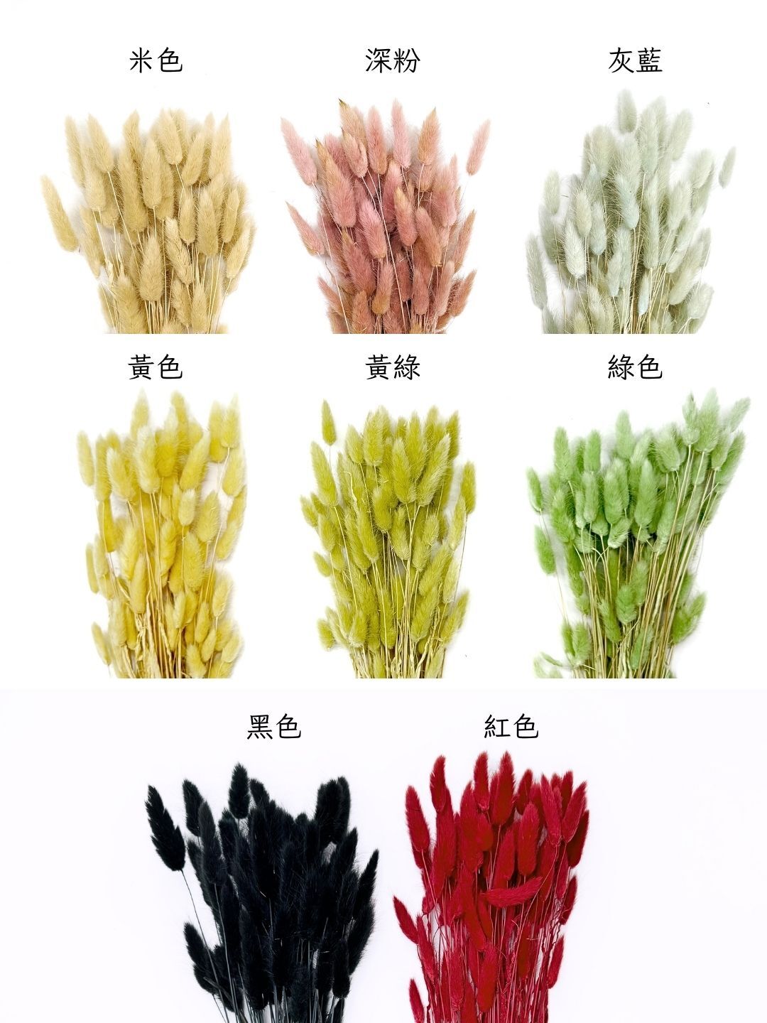 乾燥兔尾草