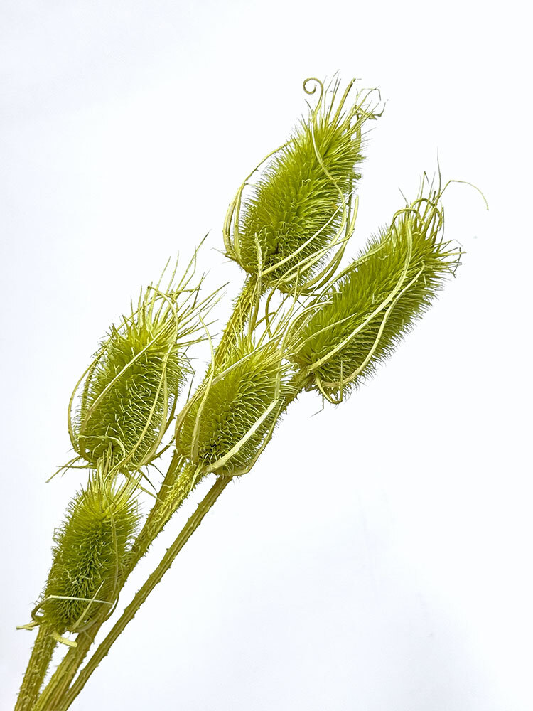 乾燥大薊花