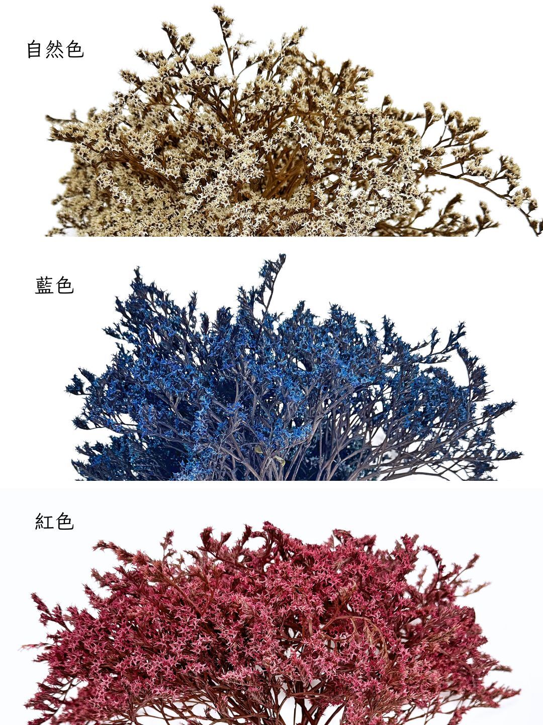 義大利乾燥雪花草