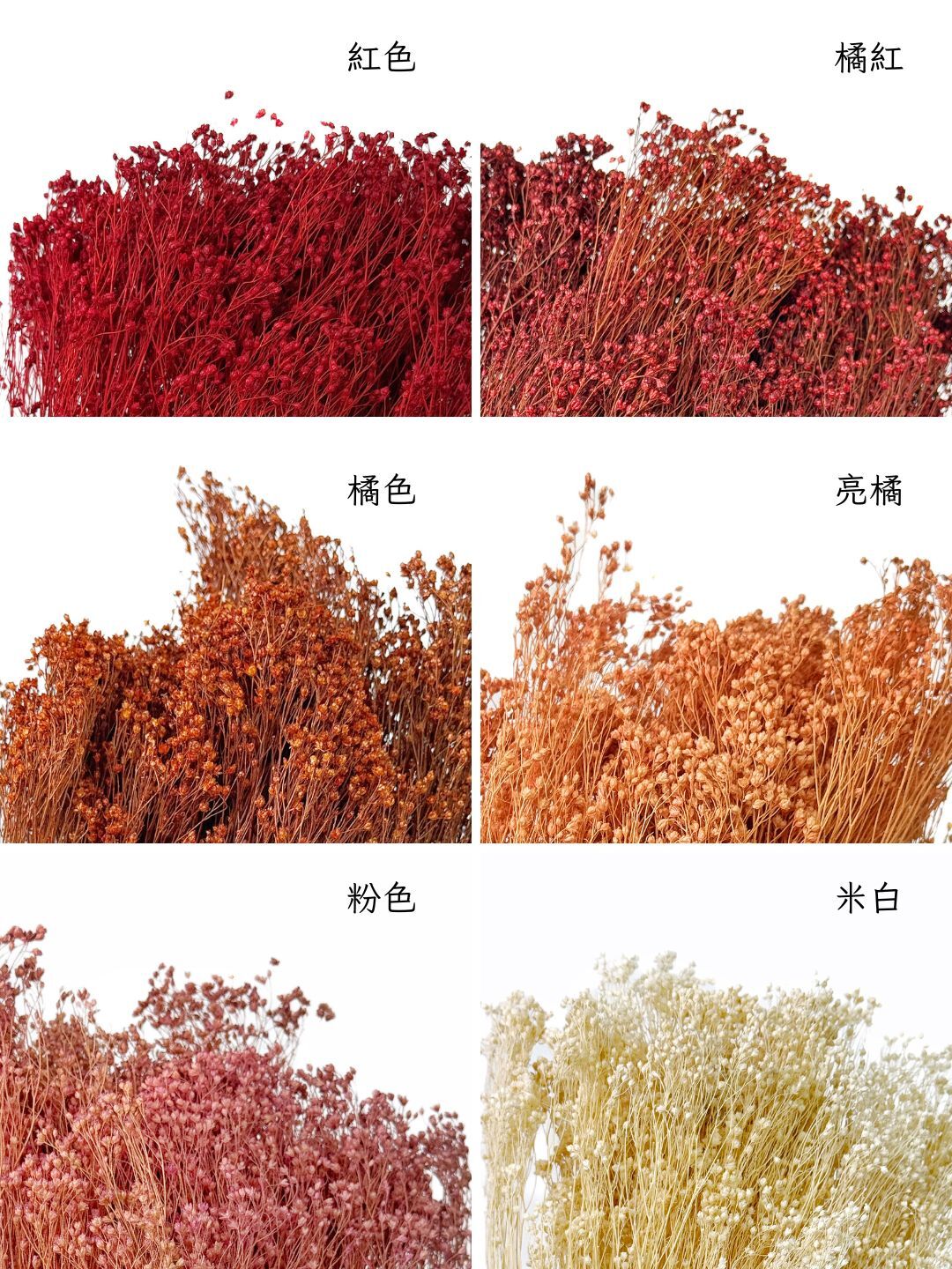 義大利乾燥木滿天星