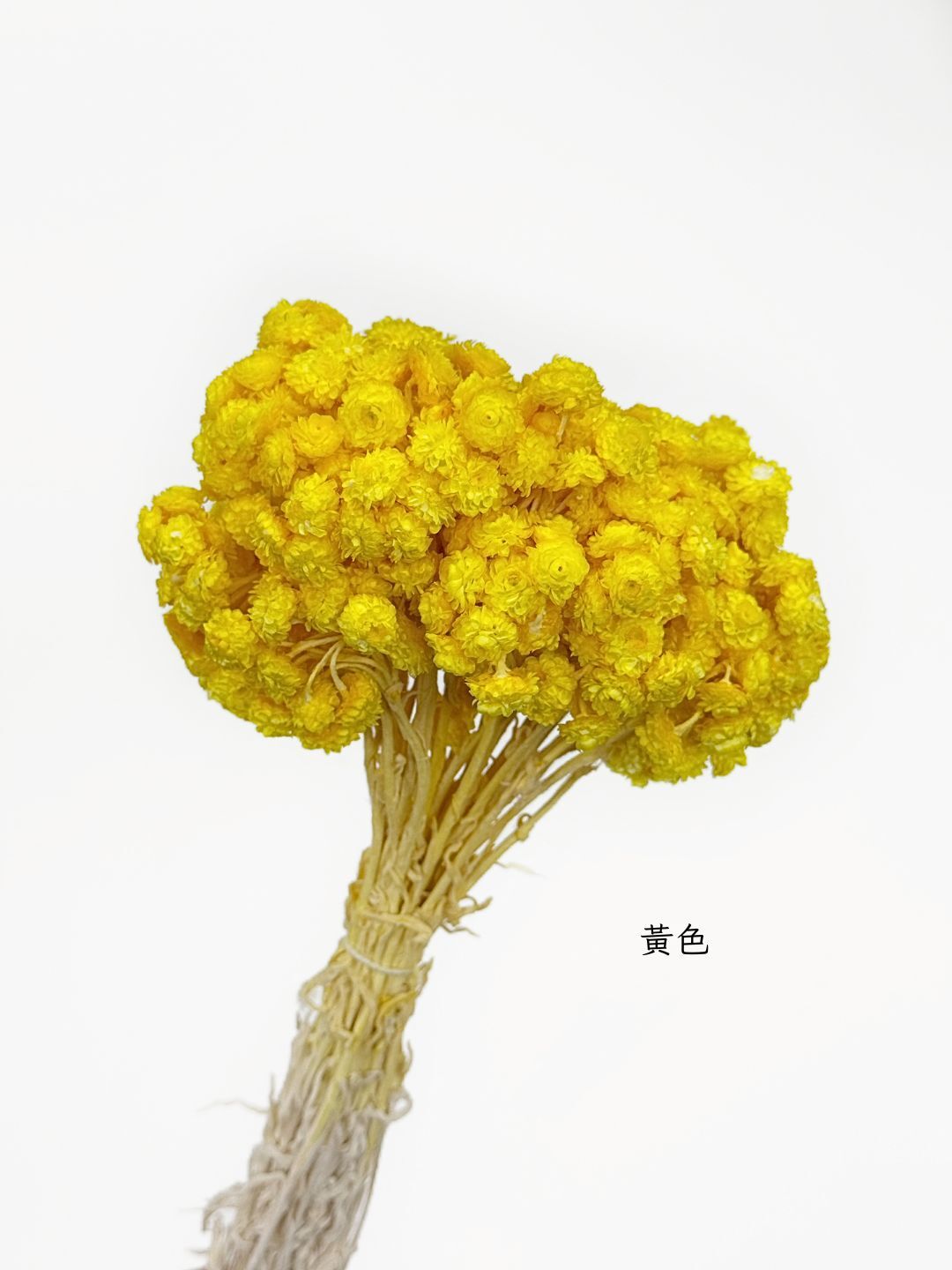 義大利乾燥蠟菊
