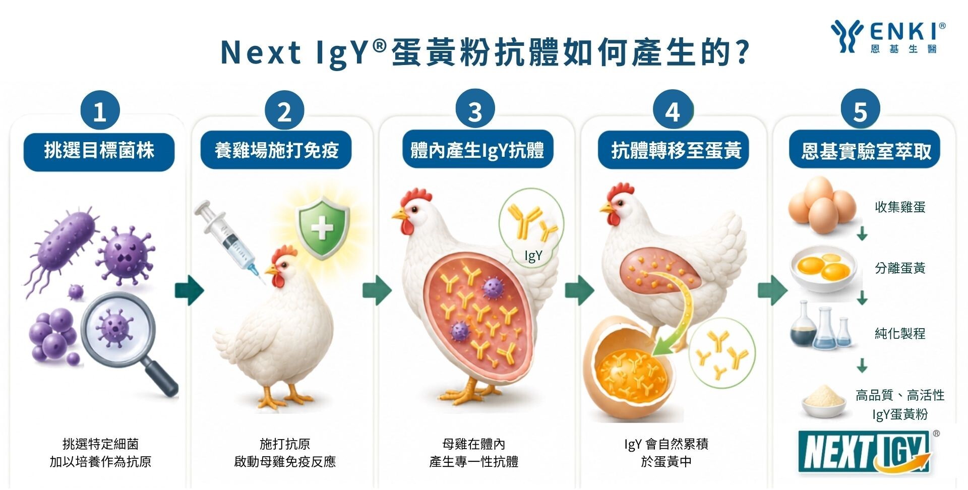 Next igY蛋黃粉抗體如何產生的? 1.挑選目標菌株2.養雞場施打免疫3.體內產生igY抗體4.抗體轉移至蛋黃5.恩基實驗室萃取