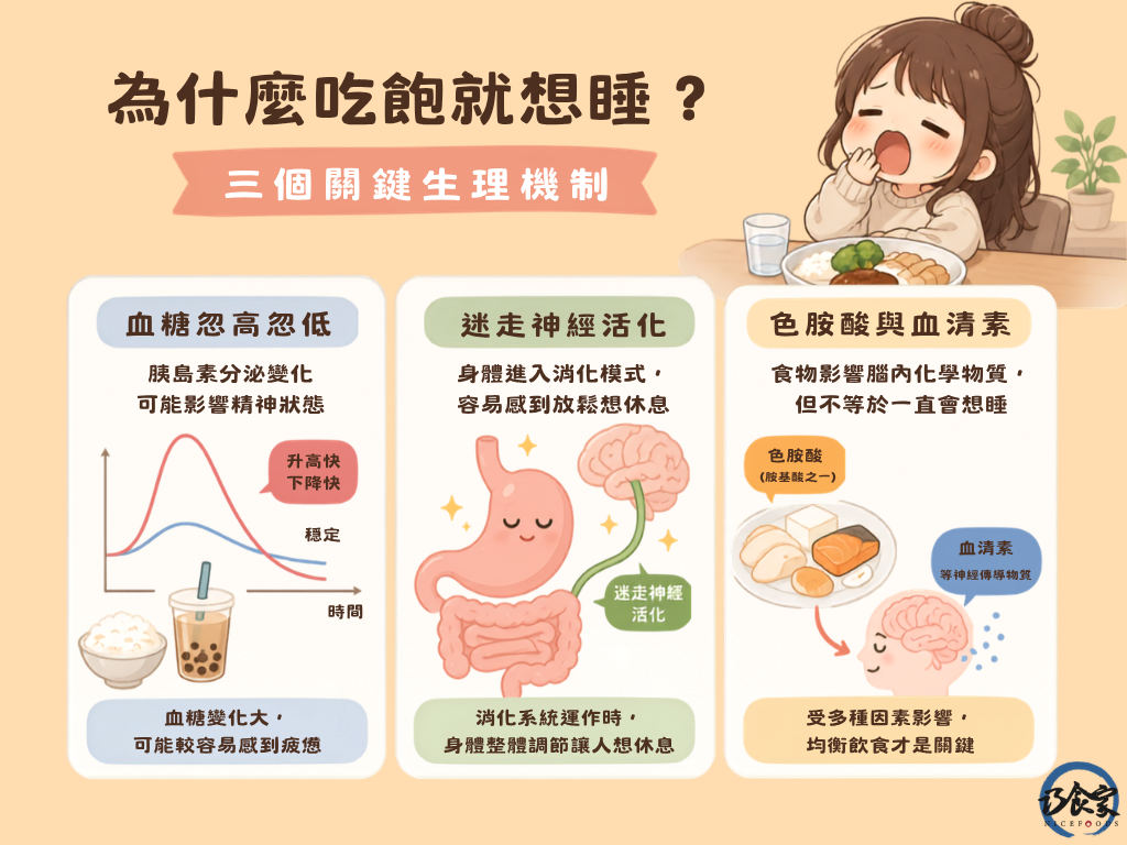 為什麼吃飽就想睡？三個關鍵生理機制