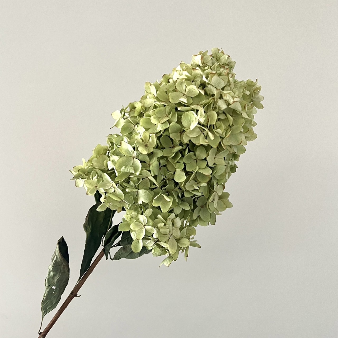新鮮乾燥花材