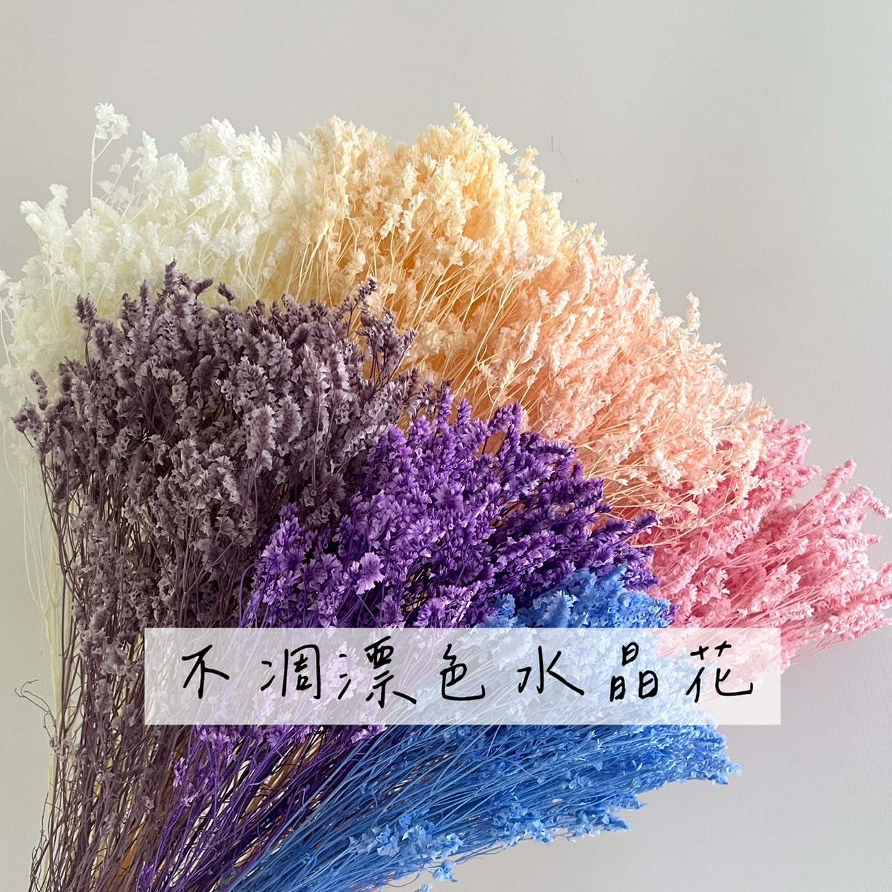 不凋水晶花-特殊色