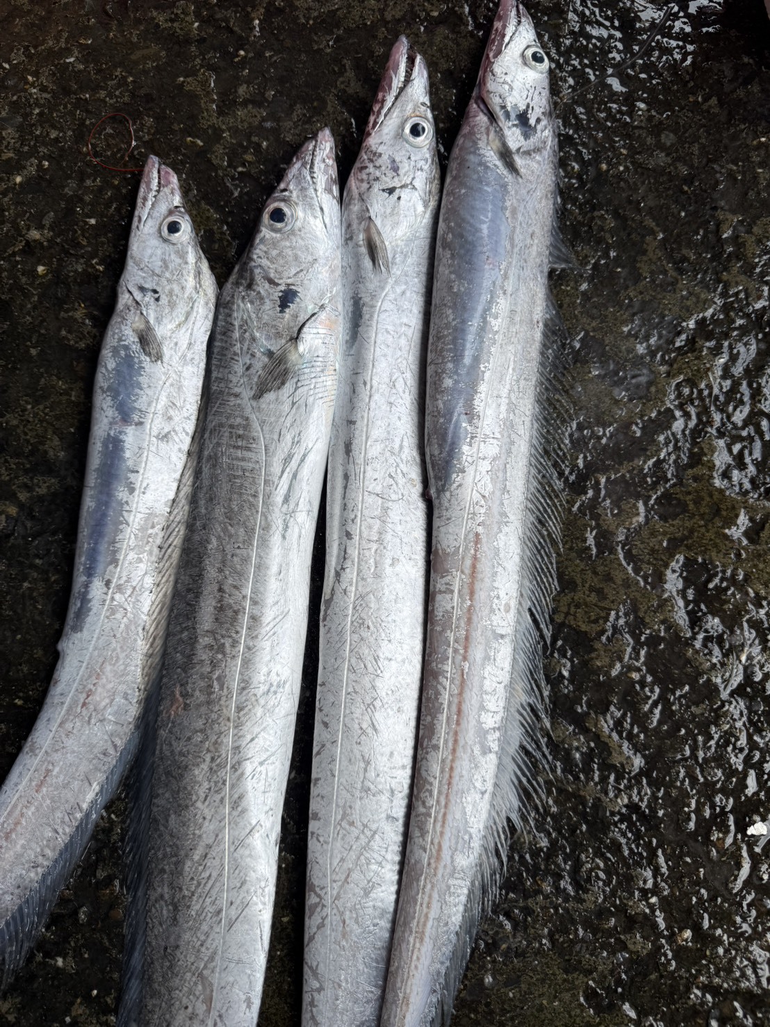 【白帶魚】切段真空裝