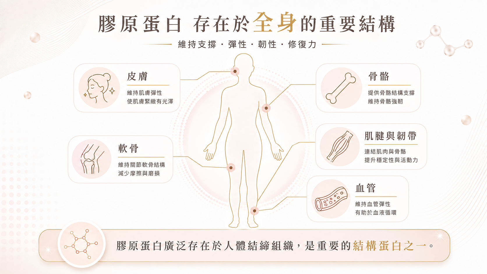 膠原蛋白功效