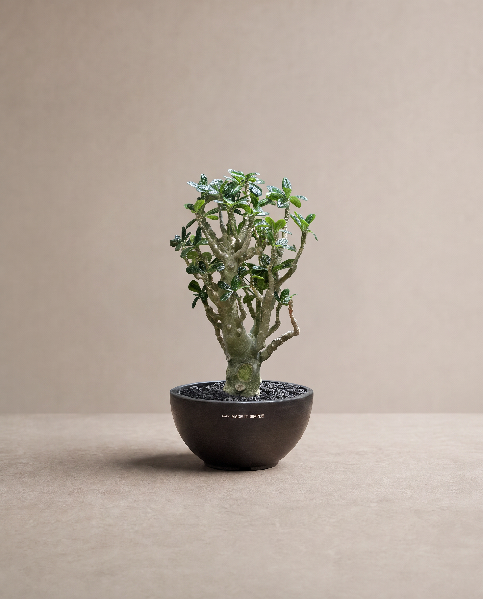 巨琉桑 — Dorstenia gigas