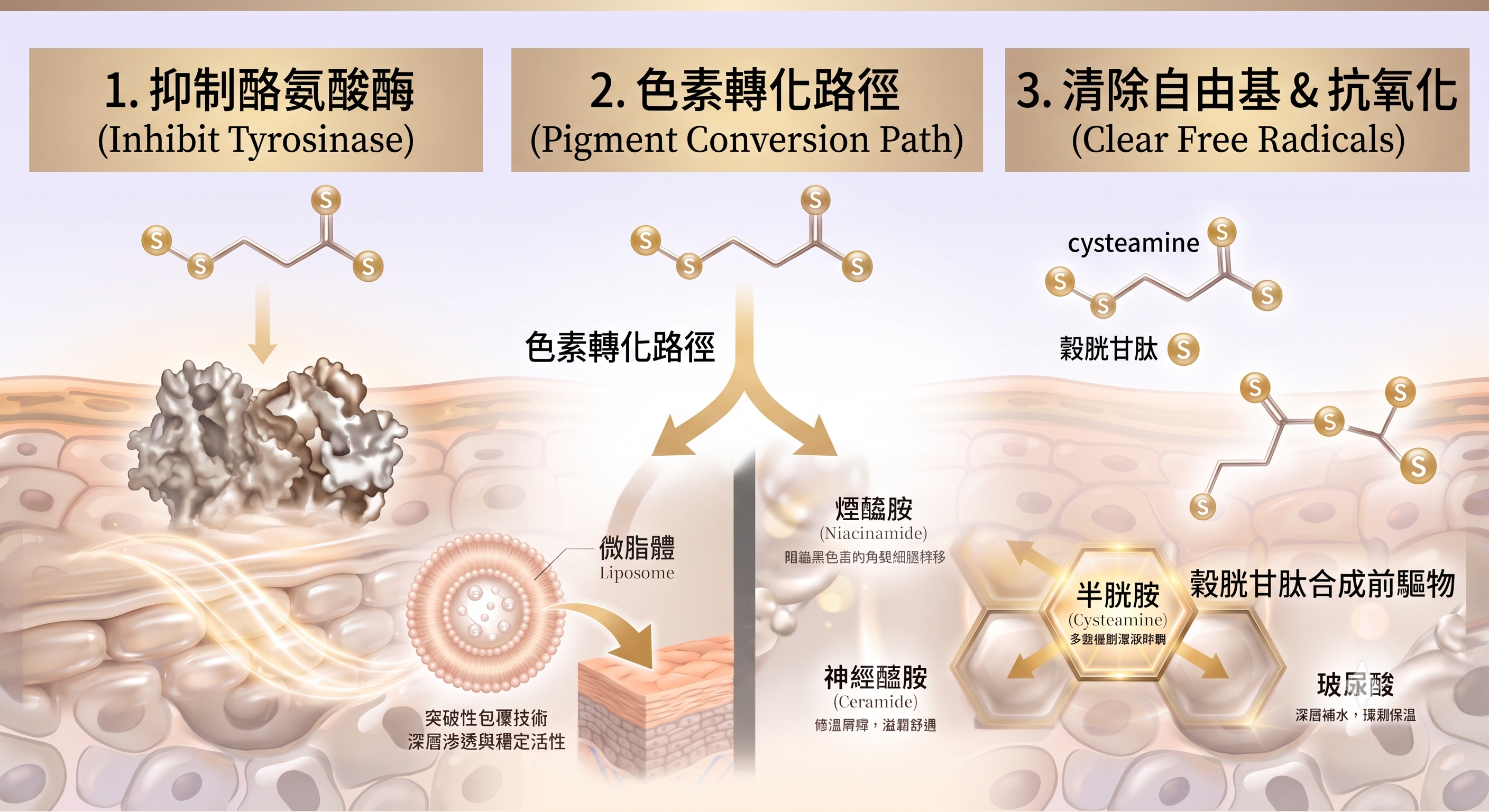 半胱胺保養效果