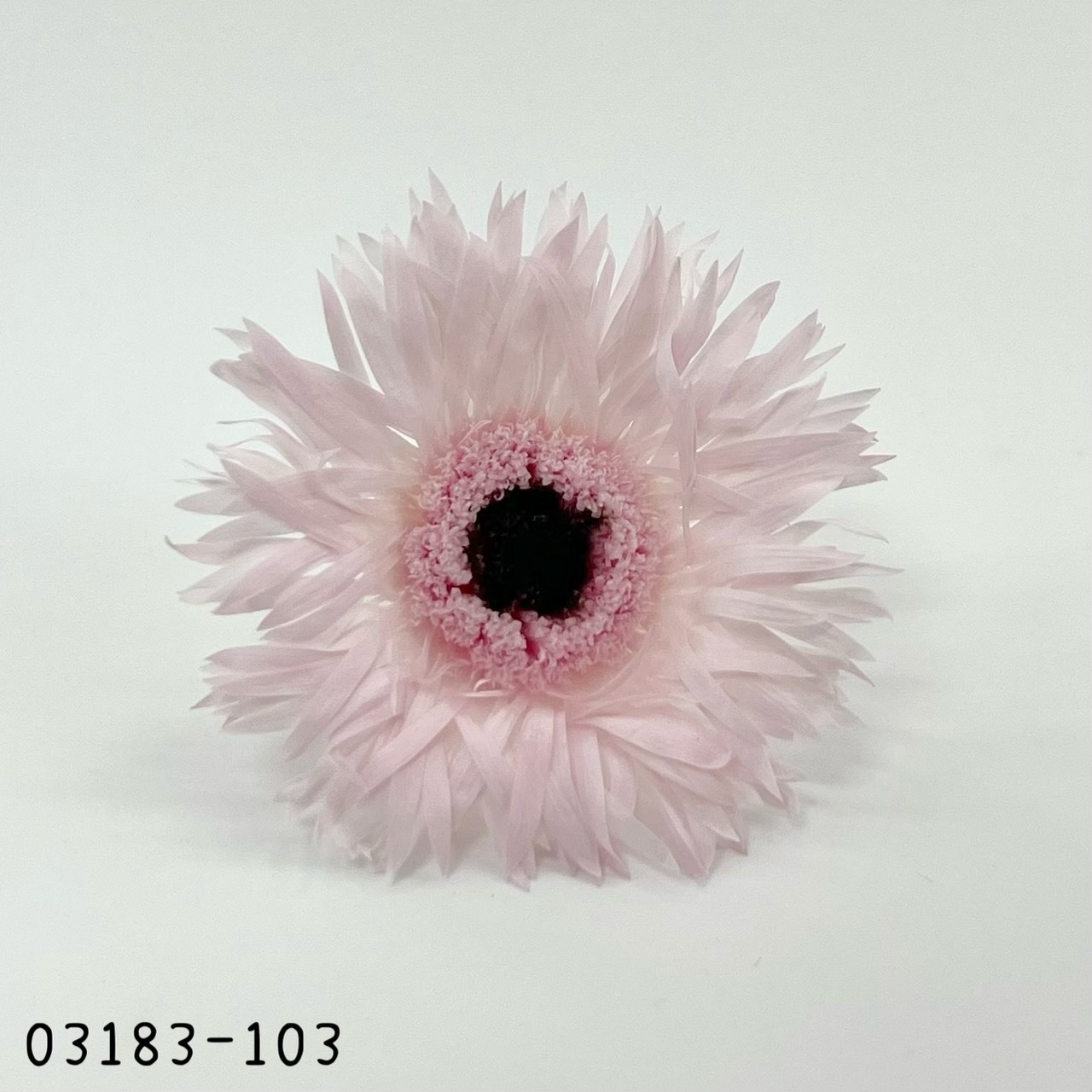 日本不凋羽毛非洲菊 03183-103