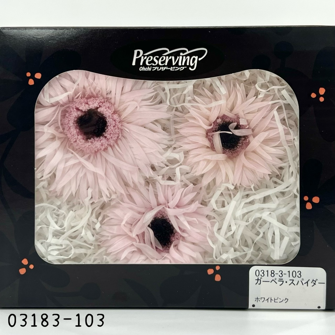 日本不凋羽毛非洲菊 03183-103