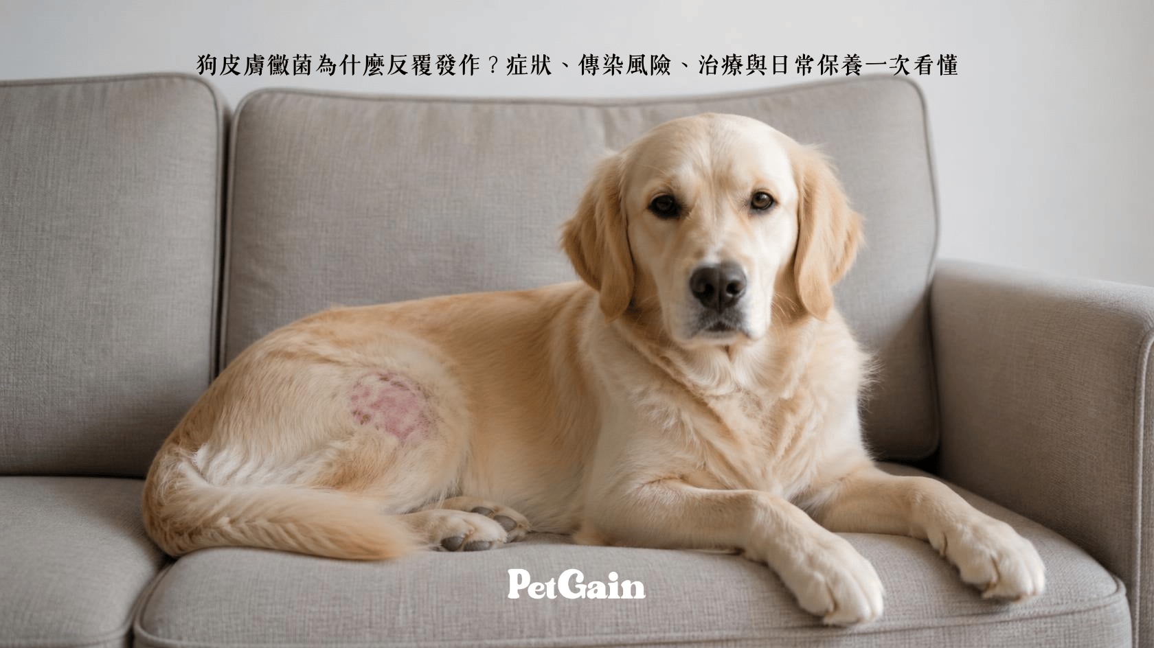 狗皮膚黴菌為什麼反覆發作?症狀、傳染風險、治 療與日常保養一次看懂
