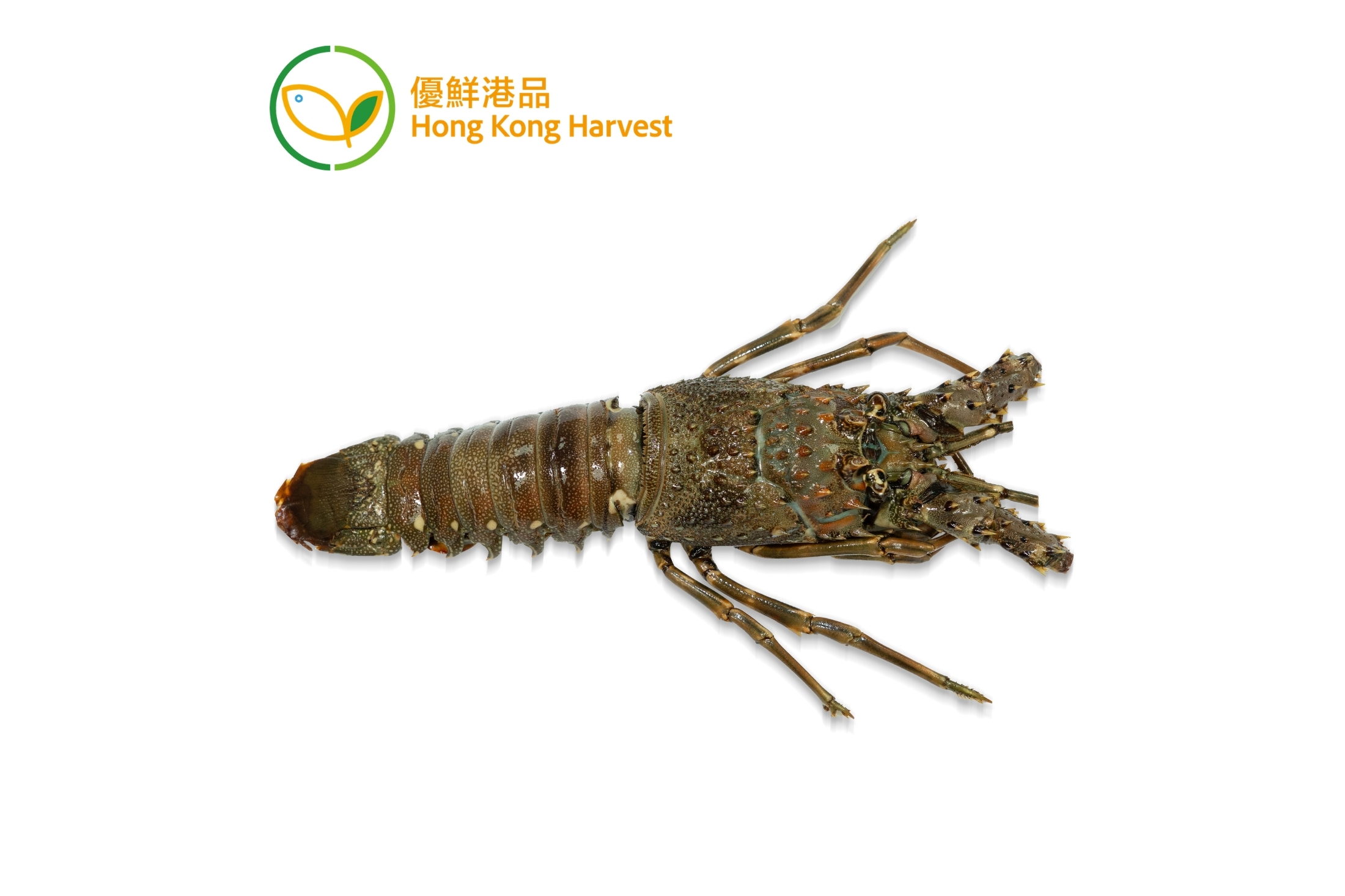 優鮮港品-本地速凍青龍蝦 230g