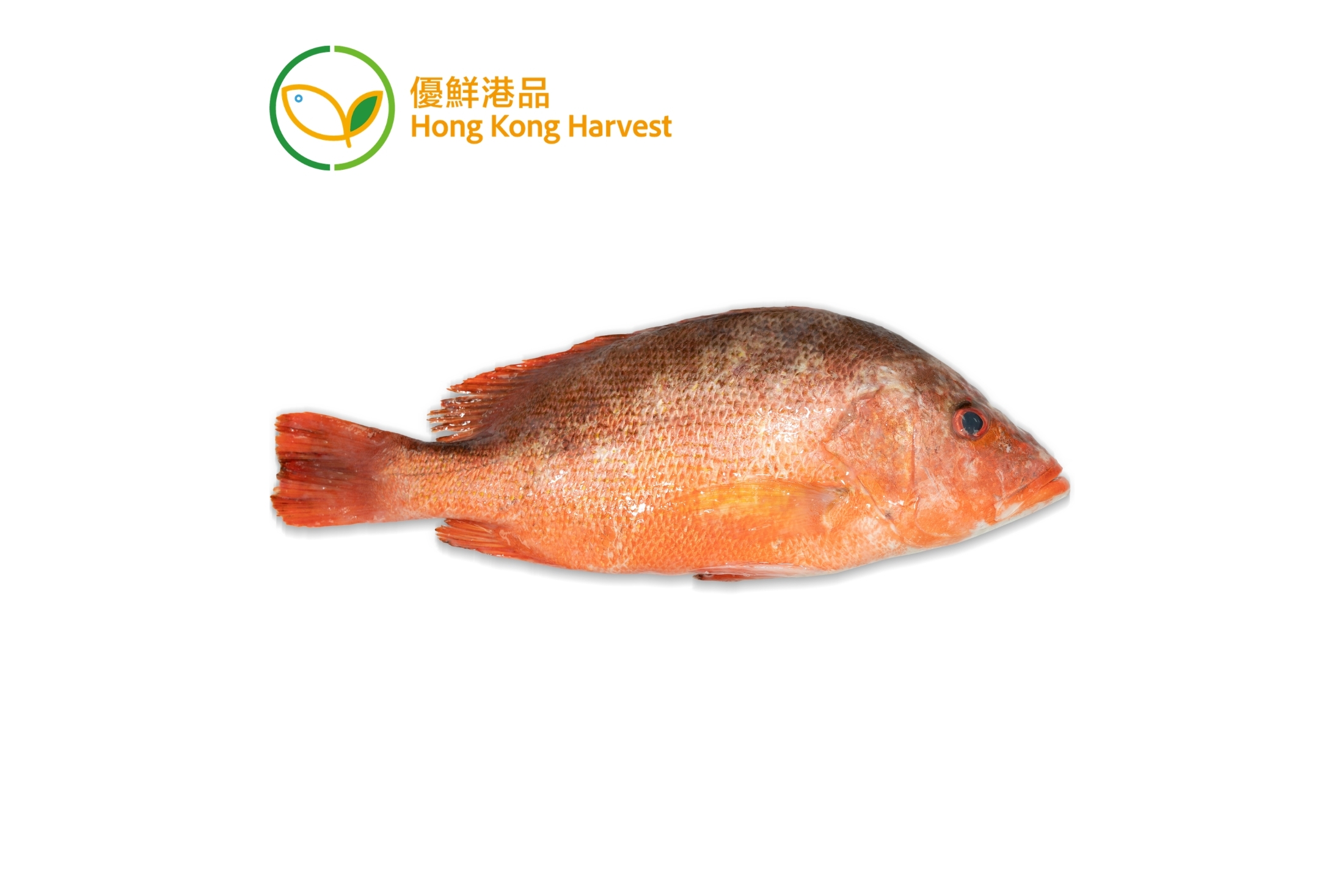優鮮港品 - 本地速凍紅魚 1條 300g (包)