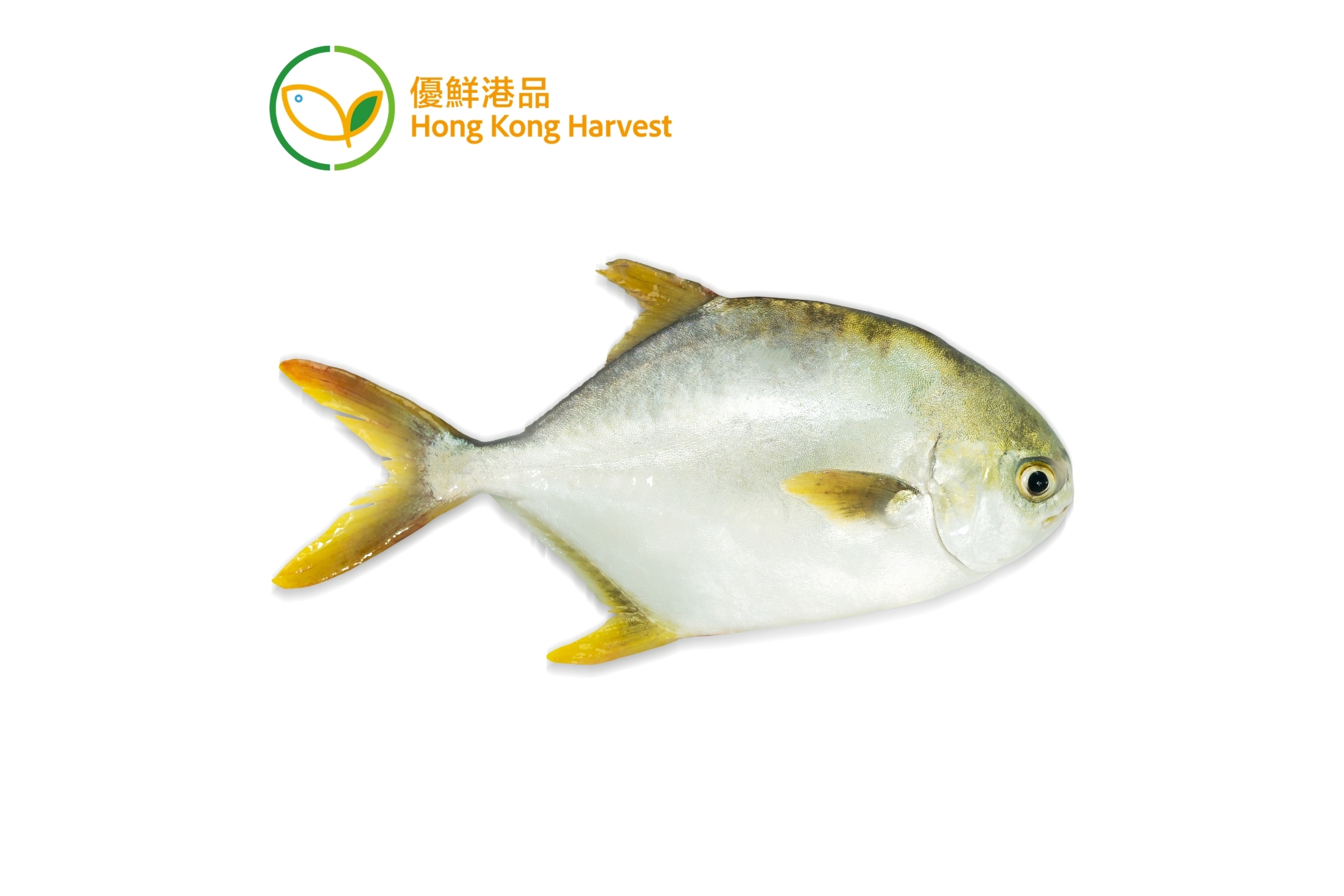 優鮮港品-本地速凍黃鱲鯧 1條 400g (包)