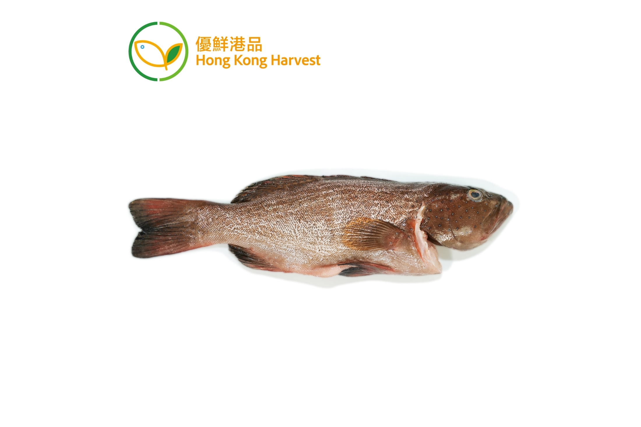 優鮮港品 - 本地速凍東星斑 300g to 400g