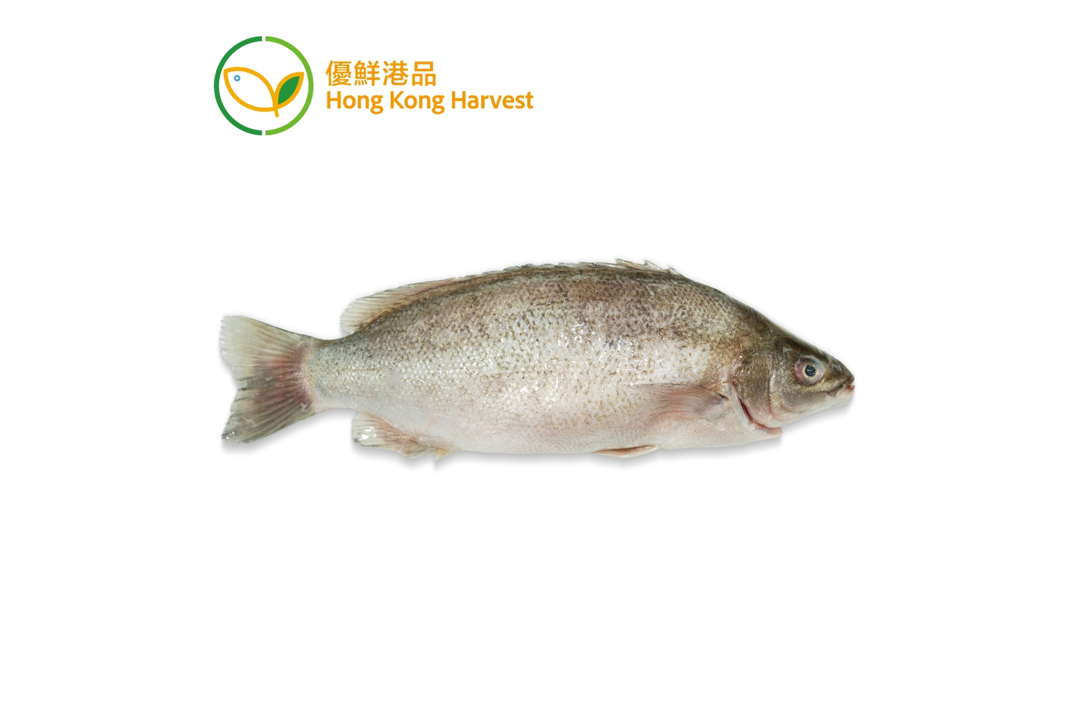 優鮮港品-本地速凍寶石魚 250g/包