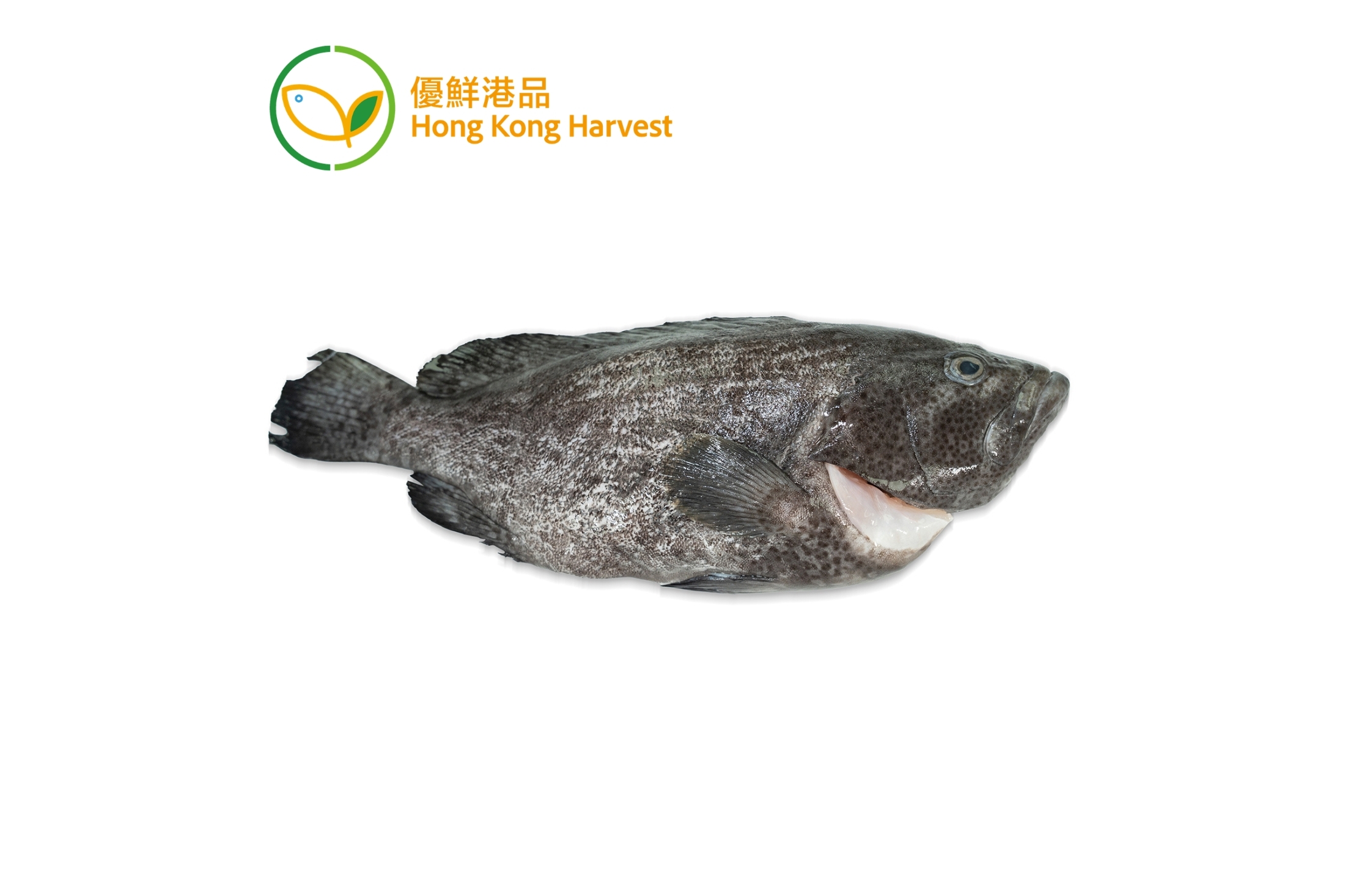 優鮮港品-本地速凍藍瓜子斑 1條 600g
