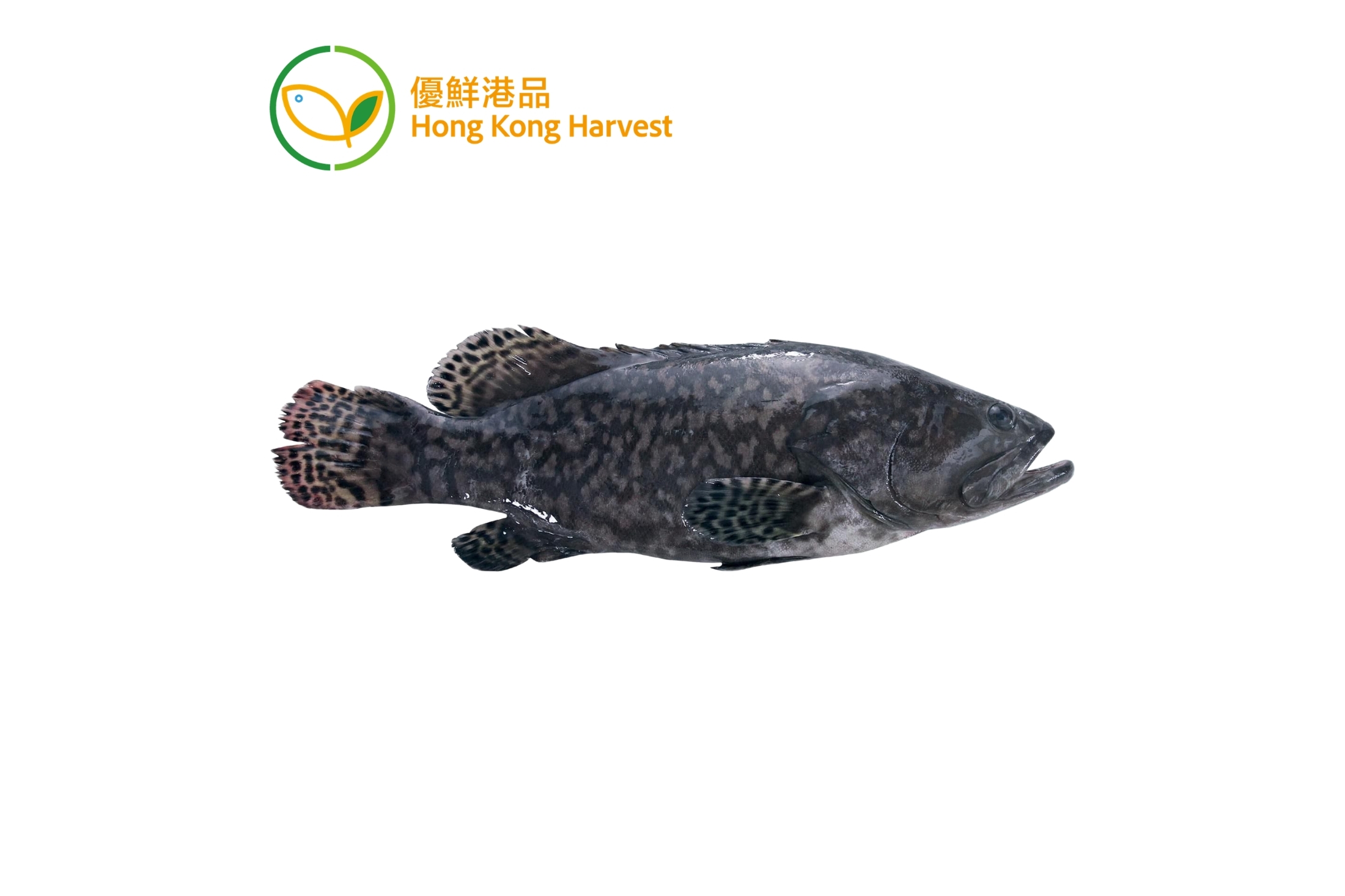 優鮮港品-本地速凍綠洲花尾龍躉 600g/條
