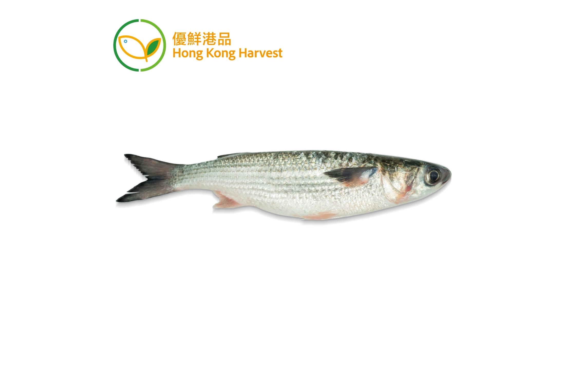優鮮港品 - 本地速凍楊氏烏頭(有鱗) 400g