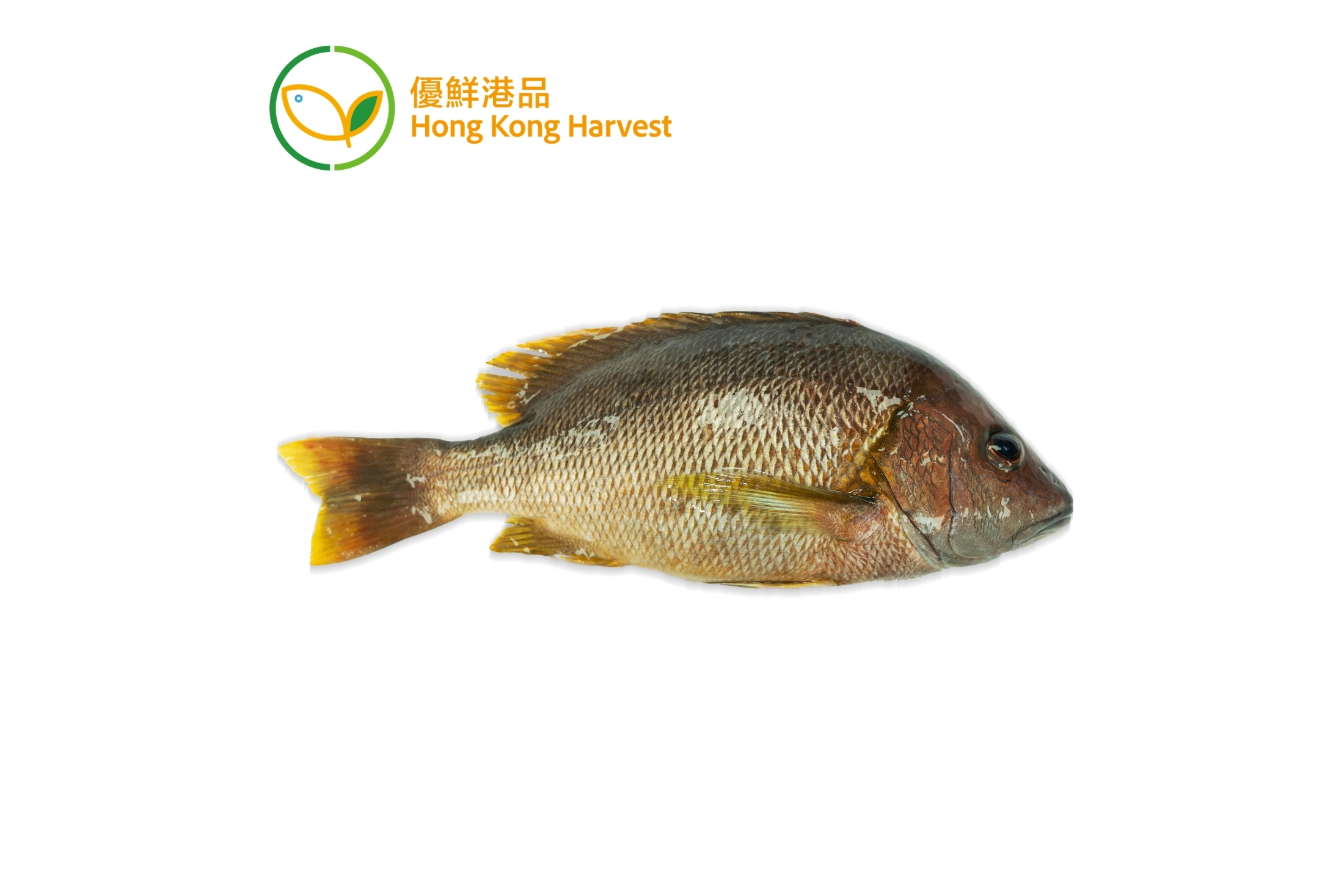 優鮮港品 - 本地速凍石蚌 1條 300g (包)