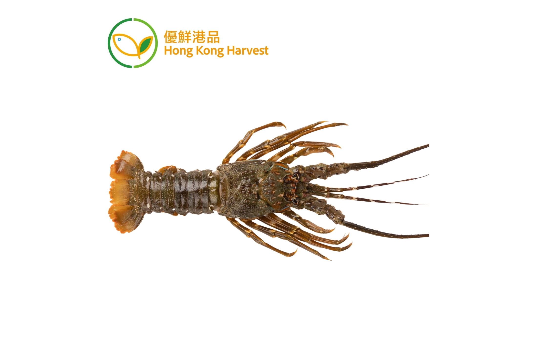 優鮮港品 - 本地速凍軟殼龍蝦原隻140-170g