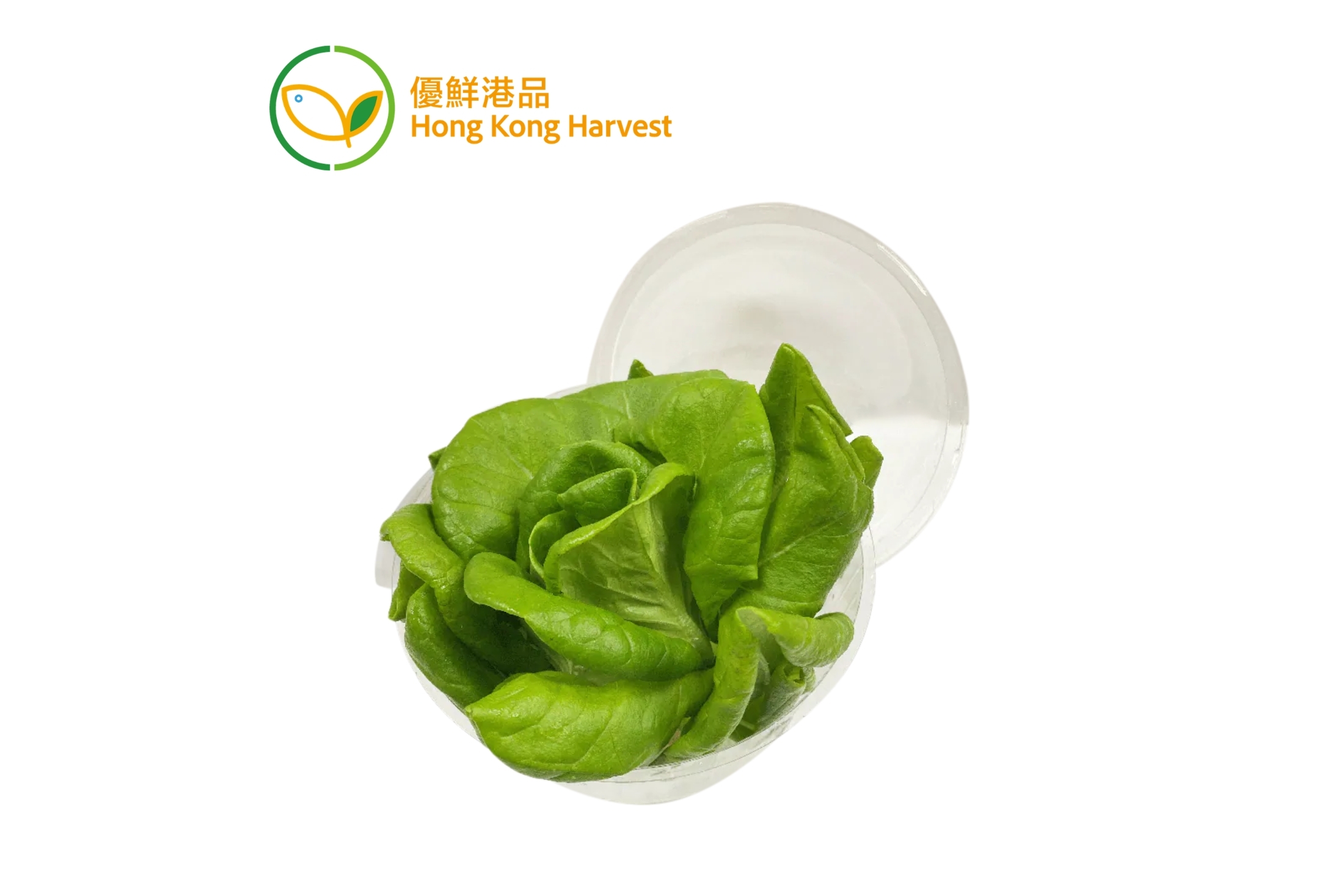 優鮮港品 - 牛油生菜 80g/盒