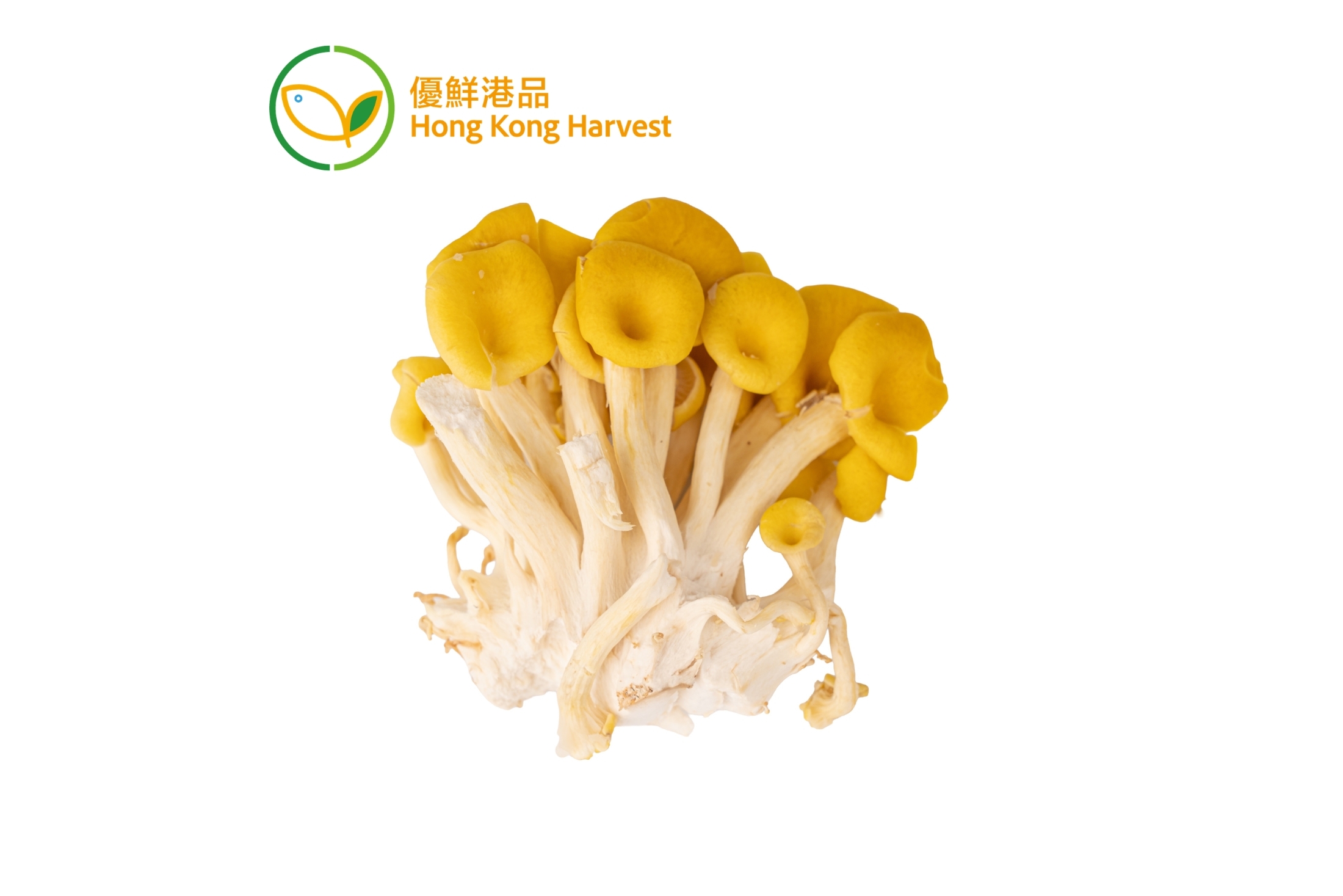 優鮮港品-本地有機黃金菇 150g