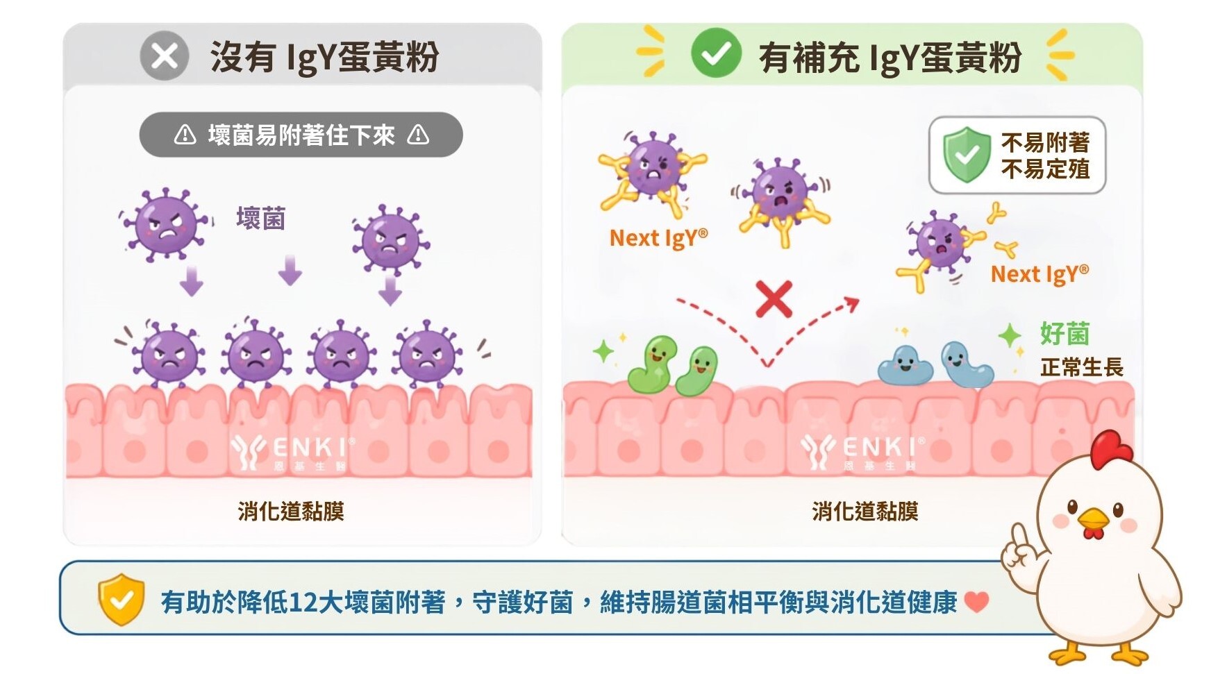 有補充igY蛋黃粉，消化道黏膜不易被細菌附著定殖