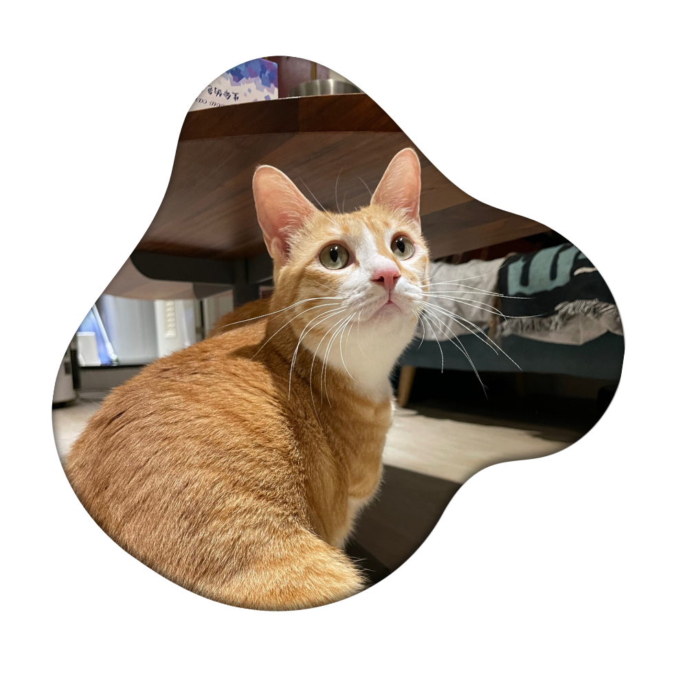 Cat Photo