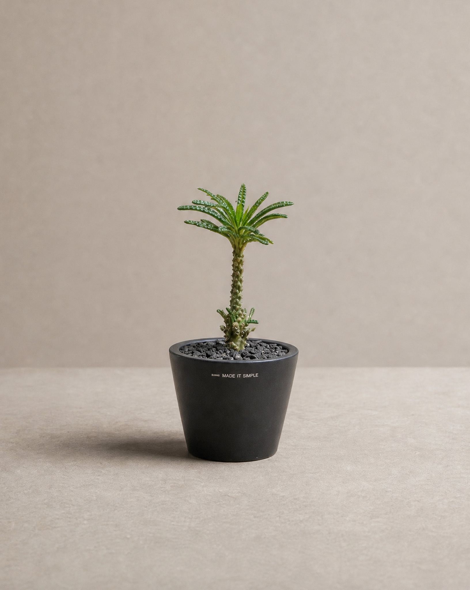 泡泡葉巨琉桑 — 強烈的汽泡狀皺褶
