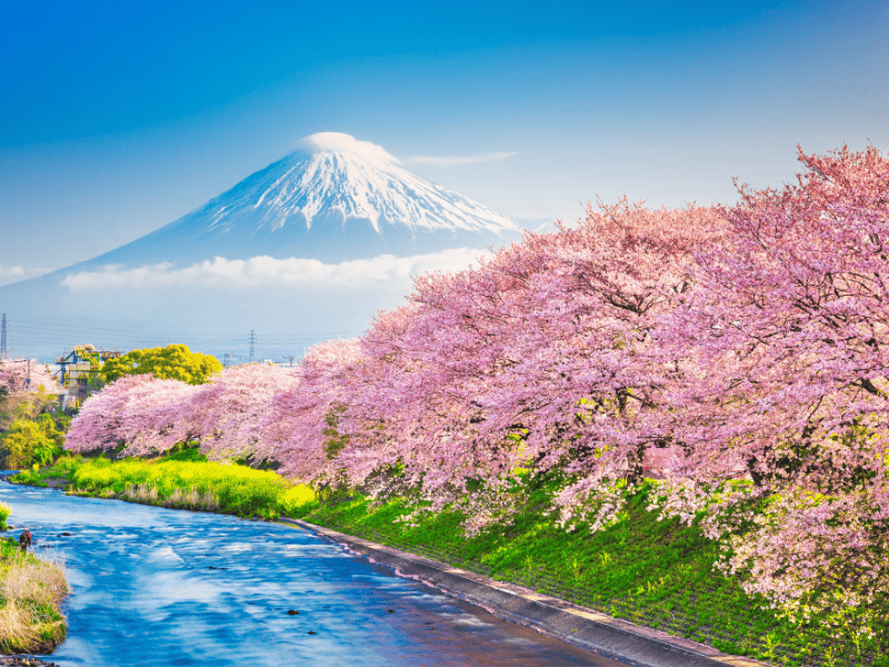 日本櫻花季攻略 2026 開花預測