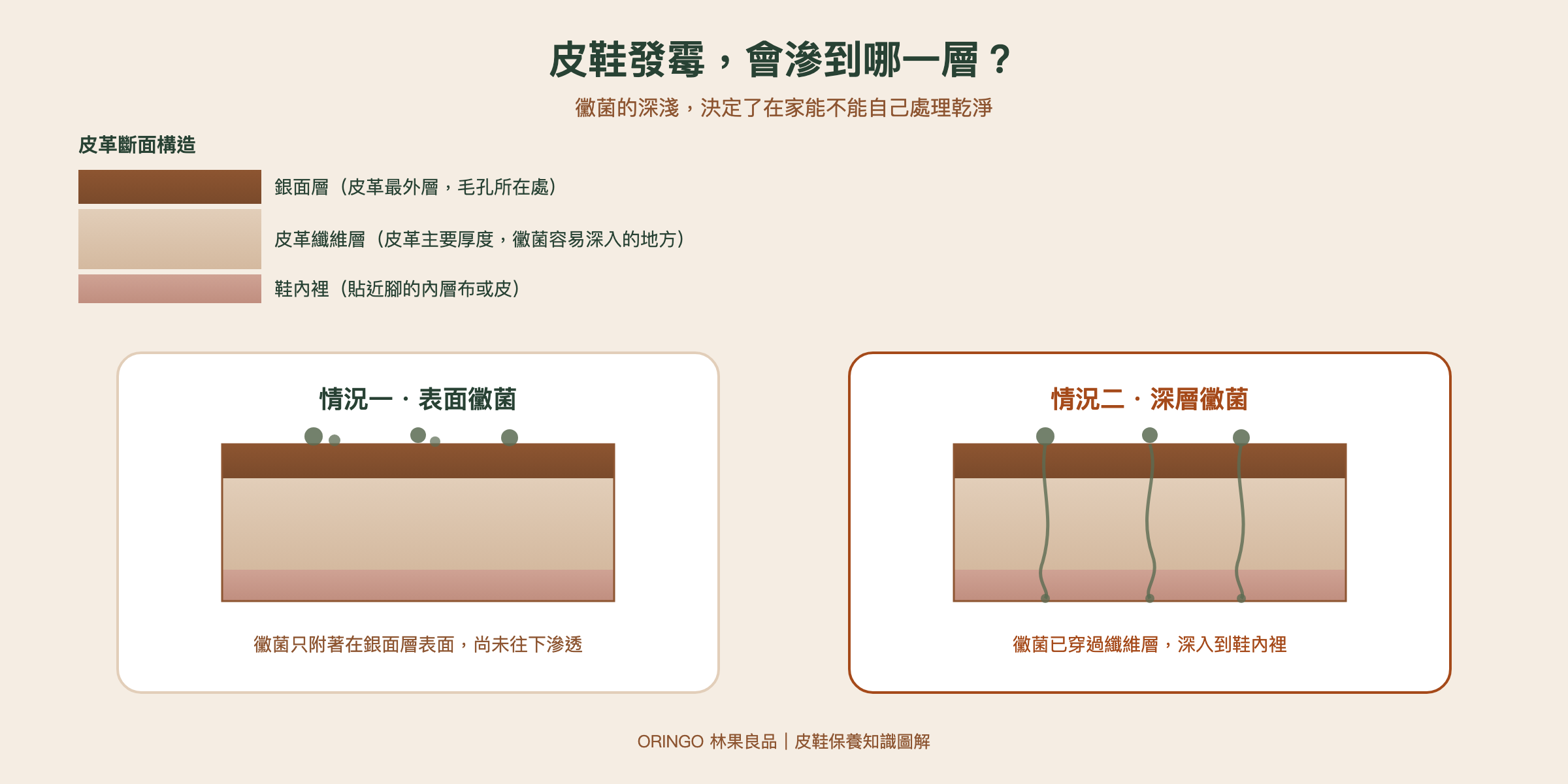 皮革斷面結構圖，說明表面黴菌與深層黴菌的差異