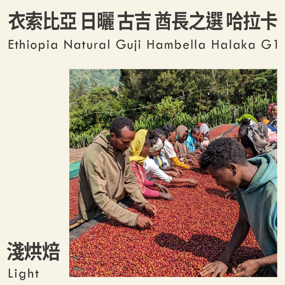 衣索比亞 日曬 古吉 罕貝拉 酋長之選 哈拉卡 G1